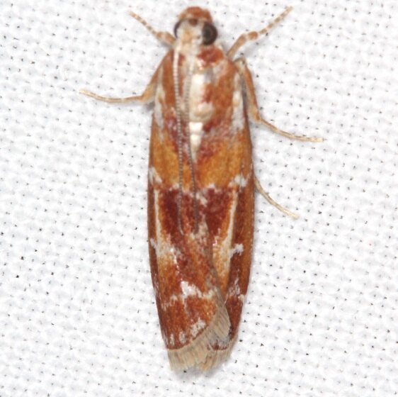 5847 Webbing Coneworm-Goose-Bay-Camp-Lac Seul Canada 7-33-22