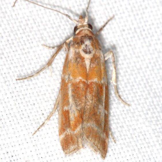5847-Webbing-Coneworm-Whispering-Pines-Resort-Thunder-Lake-Mu-8-23-22