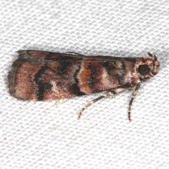 5849-Bald-Cypress-Coneworm-Cypress-Glenn-Silver-Lk-Fl-3-21-23