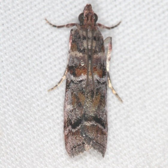 5849 Bald Cypress Coneworm-Moth-Bear-Island-Big-Cypress Preserve Fl 3-5-22