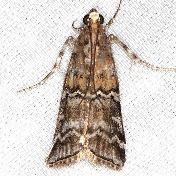 5852 Zimmerman Pine Moth Village Creek St Pk, Texas 11-6-13