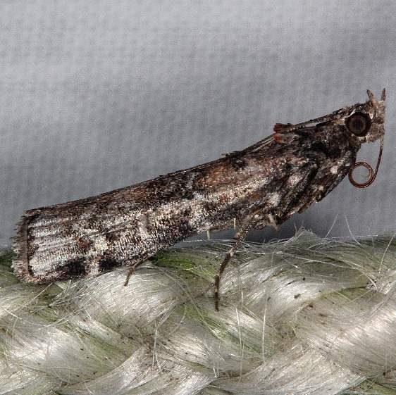 5852 Zimmerman Pine Moth yard 8-31-16_opt