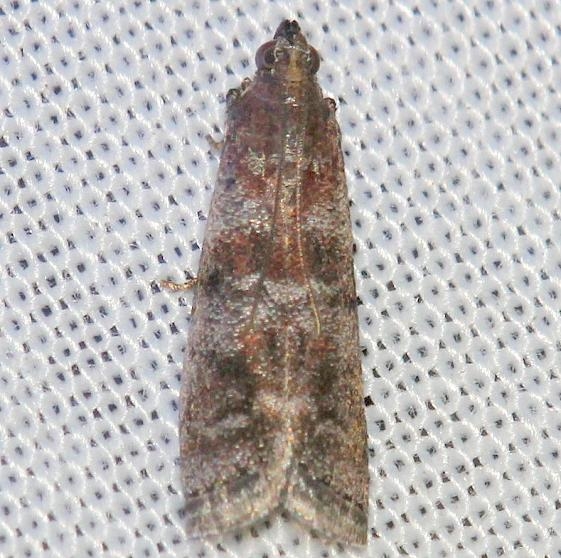 5853 Southern Pinecone Moth Lake Kissimmee St Pk 3-1-13