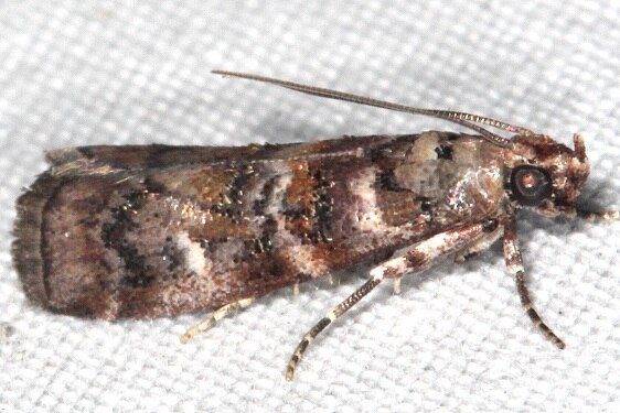 5854.1 Loblolly Pineconeworm-Bear-Island-Big Cypress Preserve Fl 3-18-23