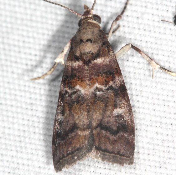 5854.1-Loblolly-Pineconeworm-Bear-Island-Big-Cypress-Preserve-Fl-3-18-232