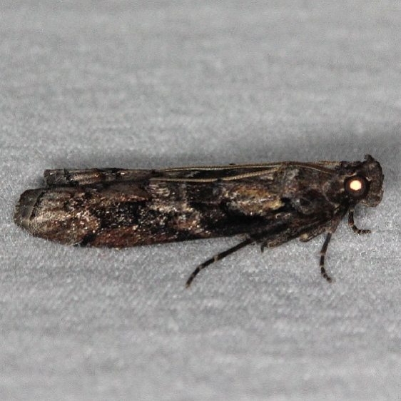 5863.1 Blister Coneworm Moth Bader's house Palm Coast Fl 3-21-15