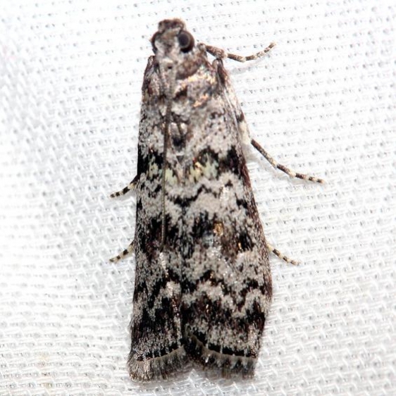 5863.4 Southern Coastal Coneworm Moth Lake Kissimmee St Pk Fl 2-26-13
