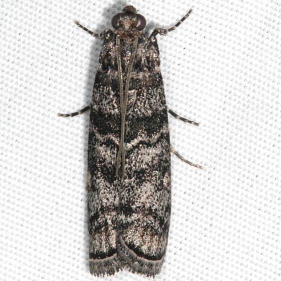 5863.97-Unidentified-Dioryctria-BG-Fool-Hollow-St-Pk-Ariz-5-24-17-25