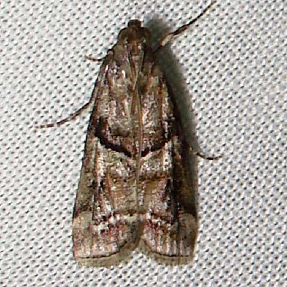 5863.97 Unidentified Kissimmee Lake St Pk FL 2-24-12