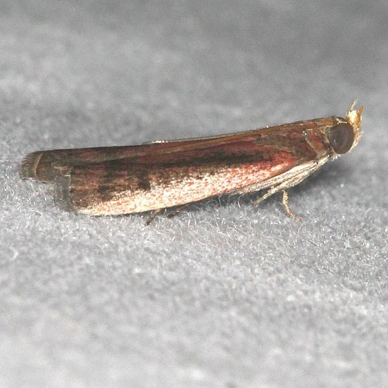 5895 Ufa rubedinella  Big Lagoon St Pk Fl 9-14-18 (22)_opt