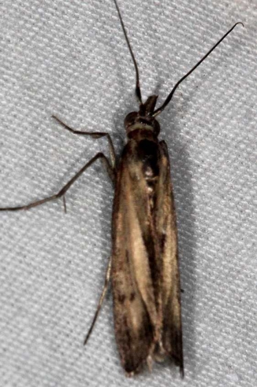 5896 Elasmopalpus lignosellus NABA Gardens Texas BG 11-2-16_opt