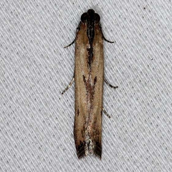 5896 Lesser Cornstalk Moth Big Lagoon St Pk 11-12-13_opt