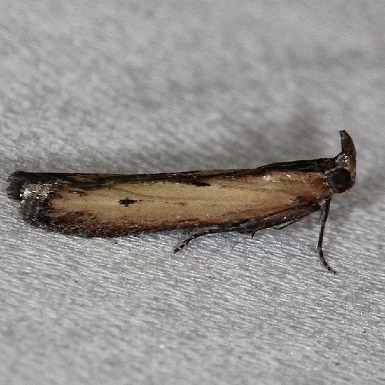 5896 Lesser Cornstalk Moth Big Lagoon St Pk Fl 11-12-13_opt
