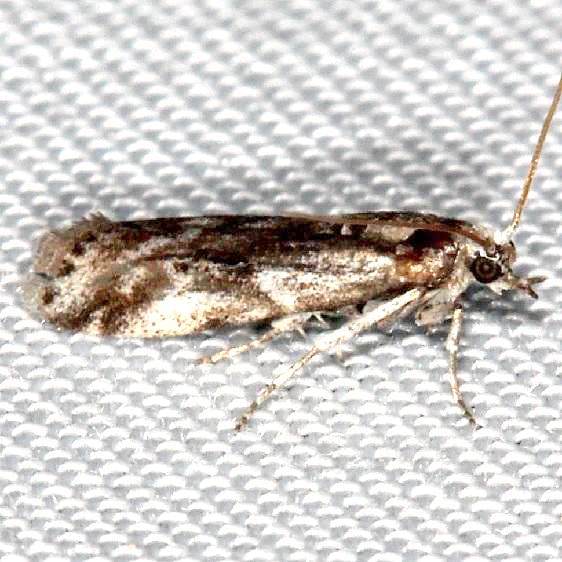 5911-Macrorrhinia-parvulella-BG2022-Rodman-campground-Fl-3-19-14-15