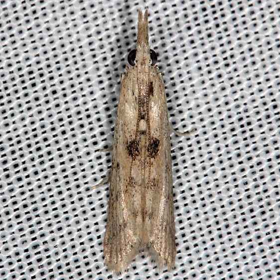 5913 Alligatorweed Stemborer Moth Rodman campground Fl 3-18-14
