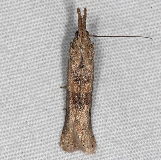 5913 Alligatorweed Stemborer Moth Oscar Scherer St Pk 3-14-15