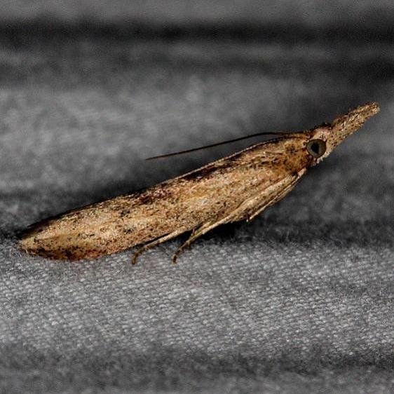 5913 Alligatorweed Stemborer Moth Oscar Scherer St Pk Fl 3-14-15