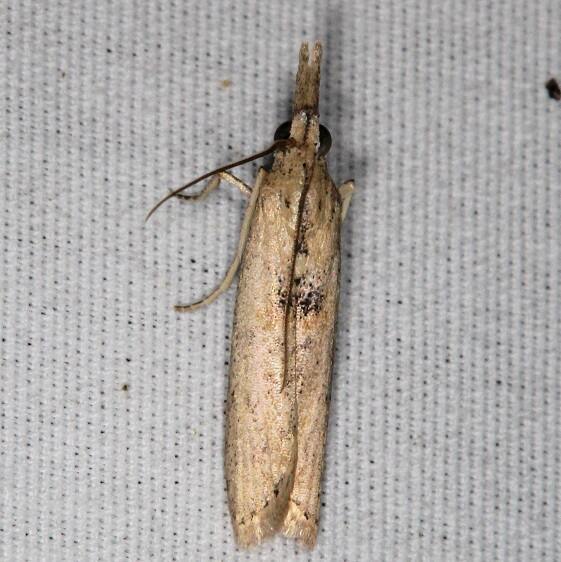 5913 Macrorrhinia endonephele BG yard 10-15-19