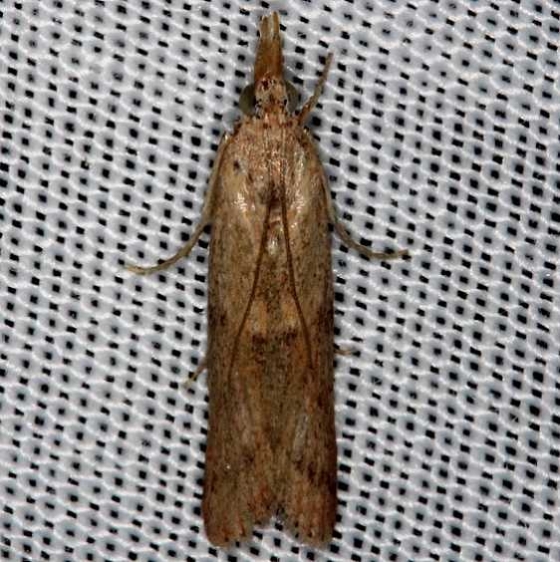 5913 Macrorrhinia endonephele Highland Hammock St Pk 3-5-14