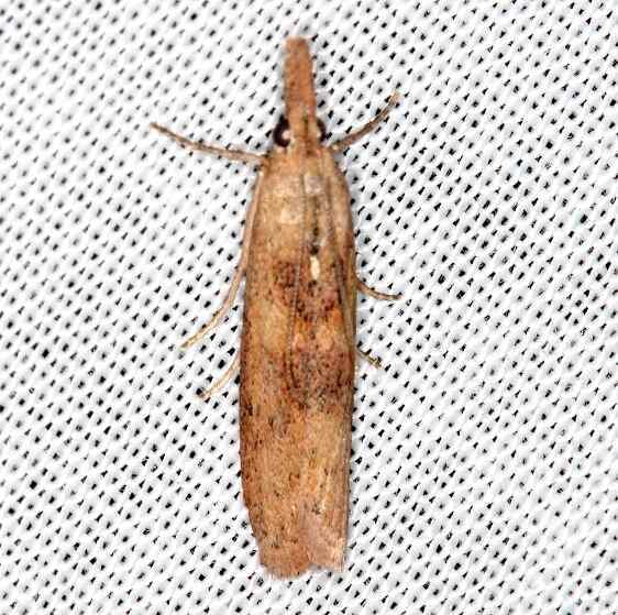 5913-Macrorrrhinia-endonephele-BG2019-Rodman-Campground-Fl-3-20-14