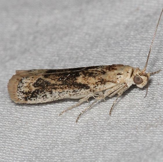 5916 Ancylosis morrisonella Colorado National Monument 6-17-17 (84)_opt