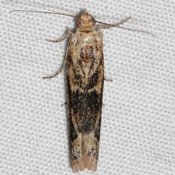 5916 Ancylosis morrisonella Colorado National Monument 6-17-17 (85)_opt