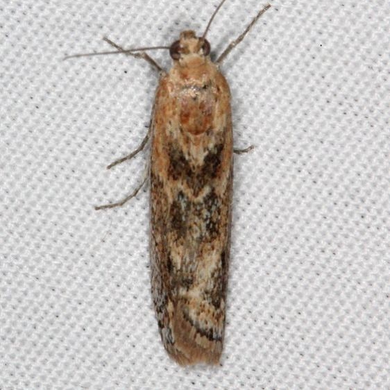 5916 Ancylosis morrisonella White House campground Grand Staircase Escalante Utah 5-25-17 (25)_opt