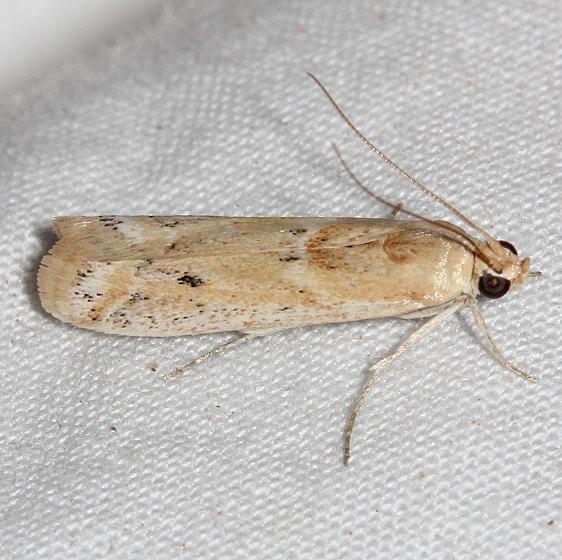 5916 Ancylosis morrosonella Colorado National Monument 6-17-17 (38)_opt