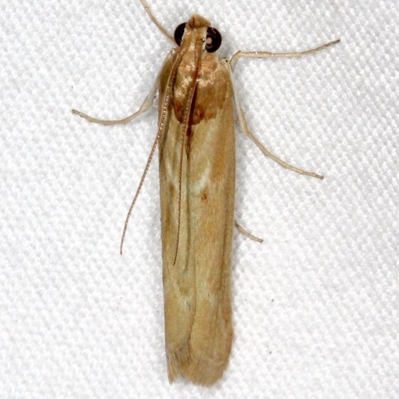 5917-Ancylosis-albipenella-BG-Devils-Canyon-Campground-Manti-Sal-Natl-Forest-Ut-6-8-17