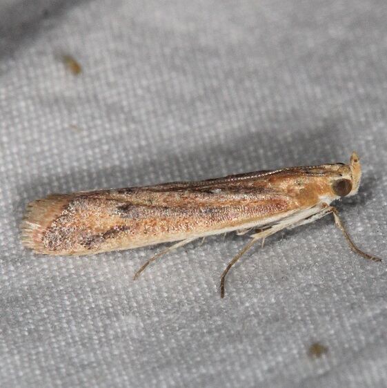 5917-Ancylosis-albipenella-BG-Moab-RV-Resort-UT-6-5-17