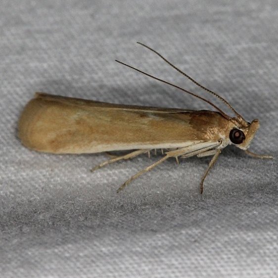5917 Ancylosis albipenella tentative BG Devils Canyon Manti La Sal Natl Forest Utah 6-8-17