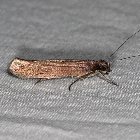 5917 Ancylosis albipenella tentative Devil's Canyon Campground National Forest Utah 6-7-17 (93)_opt