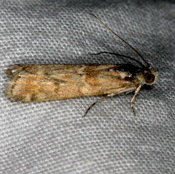 5918 Sugarbeet Crown Borer Moth Moab RV Resort Moab Utah 6-4-17 (34)_opt