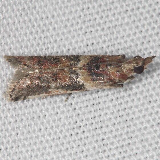5918.1 Ancylosis bonhoti-BG-Collier Seminole St Pk Fl 3-2-21