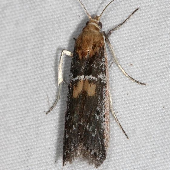 5919 Honora mellinella Devil's Canyon Manti-La Sal Natl Forest Utah 6-8-17 (69)_opt