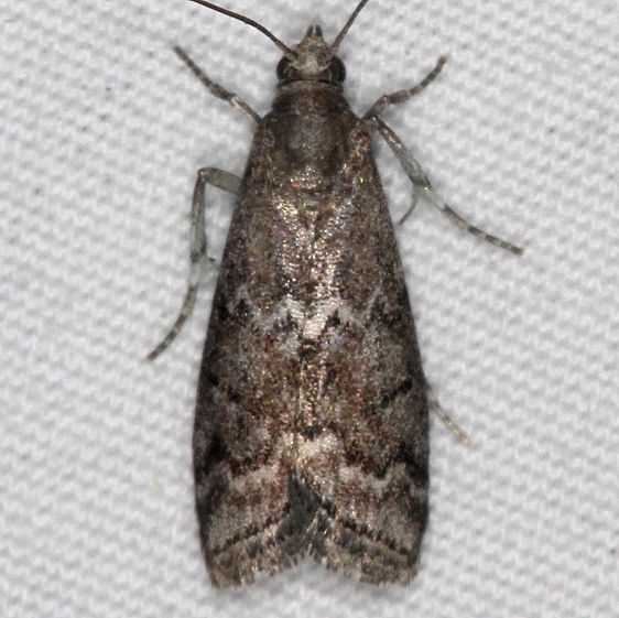 5926 Elm Leaftier Moth yard 6-7-15