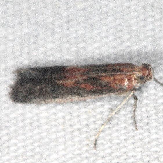 5927 Eurythmidia ignidorsella-BG-Big Lagoon St Pk Fl 9-13-18