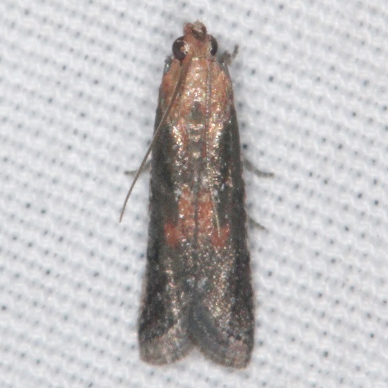 5927-Eurythmidia-ignidorsella-BG-Big-Lagoon-st-Pk-Fl-9-13-18-21_opt