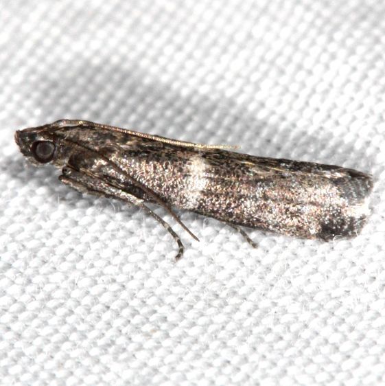 5931-Psorosina-hammondi-BG-Collier-Seminole-St-Pk-Fl-3-17-25-11