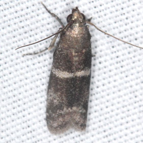 5931-Psorosina-hammondi-Collier-Seminole-St-Pk-Fl-3-20-25-19