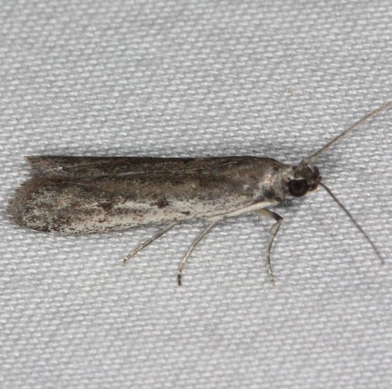 5936 Homoeosoma stypticella yard 5-31-14