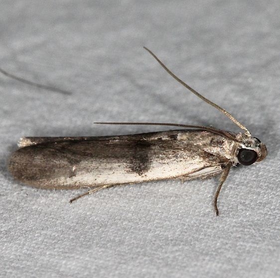 5944 Homoeosoma deceptorium Battelle Darby Biggert Rd 8-19-16a