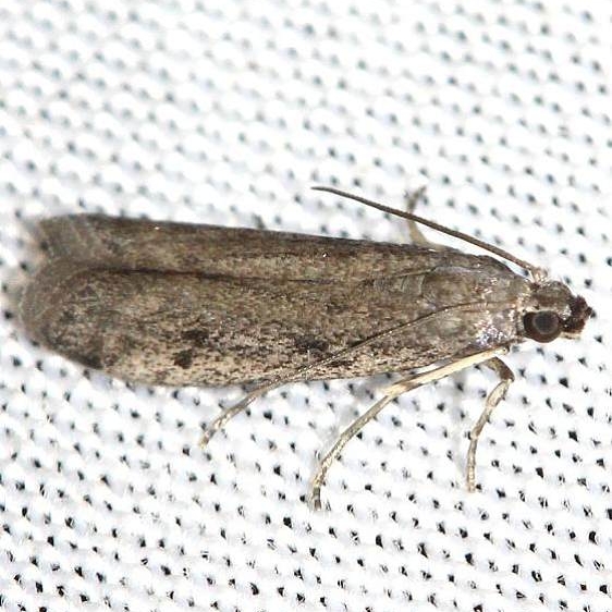 5946.2 Phycitodes reliquella yard 6-7-12