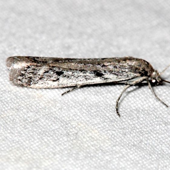 5946.1 Phycitodes mucidellaBlack Canyon at the Gunnison Natl Pk Colorado 6-15-17 (36)_opt