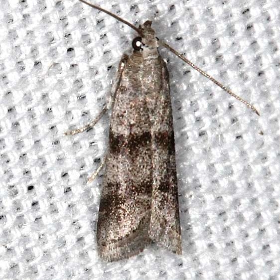 5951 Laetilia myersella BG tentative Big Lagoon St Pk Fl 9-13-18 (8)_opt