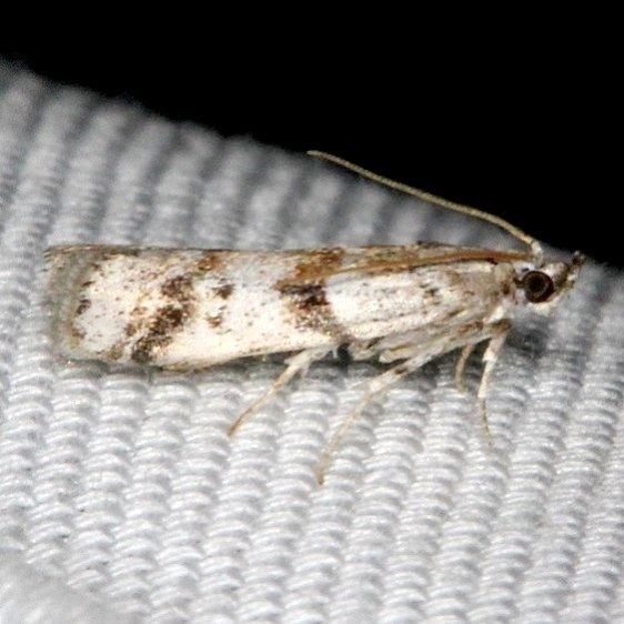 5953.1 Laetilia cineroselia-BG-Pine-Glade-Lake Everglades 2-21-14