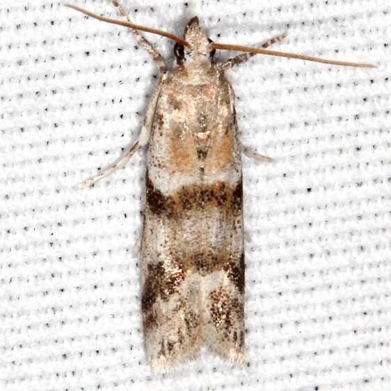 5953.2 Laetilia bellivorella BG Bear-Island-Big Cypress Preserve Fl 3-16-23