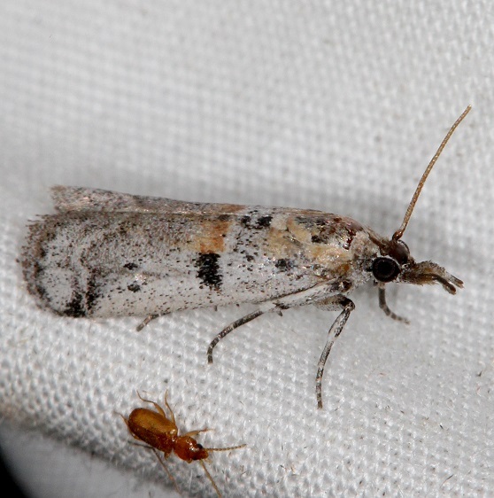 5956 Rostrolaetilia placidissima-Campsite-119-Falcon St Pk Texas 10-28-16