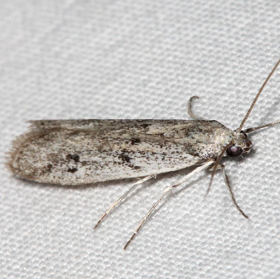 5968 Gooseberry Fruitworm Moth Black Canyon at the Gunnison Natl Pk Colorado 6-14-17 (56)_opt