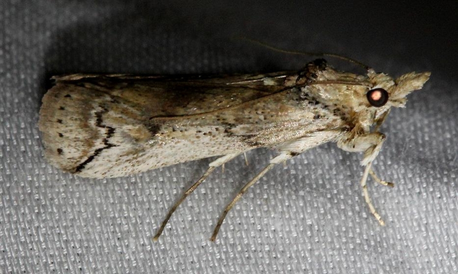 5970.1 Cactus Moth Alexander Springs Ocala Natl Forest 3-18-13